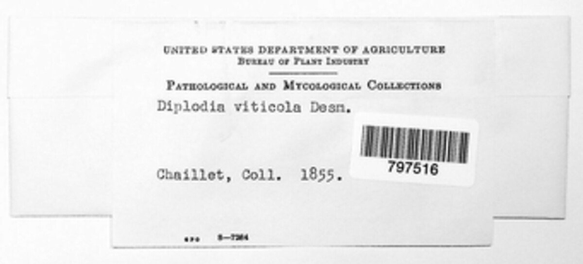 Diaporthe neoviticola image